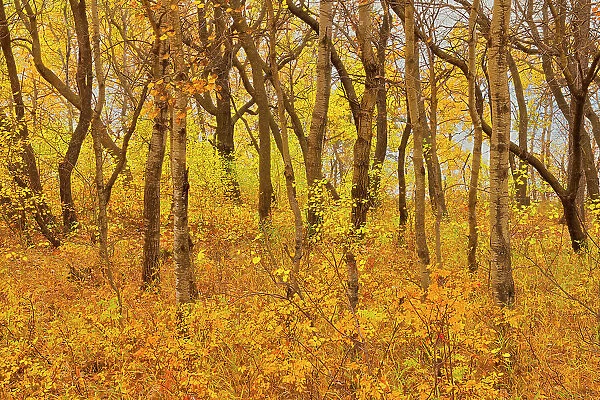 Hardwoods in autumn Birds Hill Provincial Park, Manitoba, Canada
