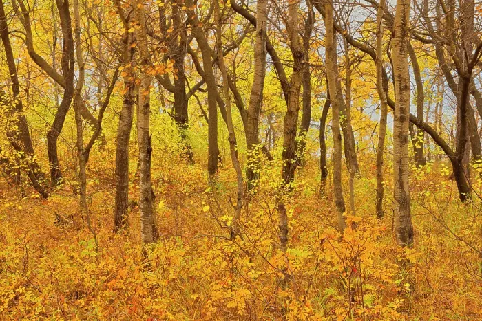 Framed Print : Hardwoods in autumn Birds Hill Provincial Park, Manitoba, Canada Framed Print : Hardwoods in autumn Birds Hill Provincial Park, Manitoba, Canada
