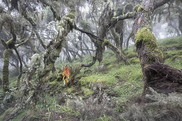 Harenna forest, Bale mountains national park, Ethiopia
