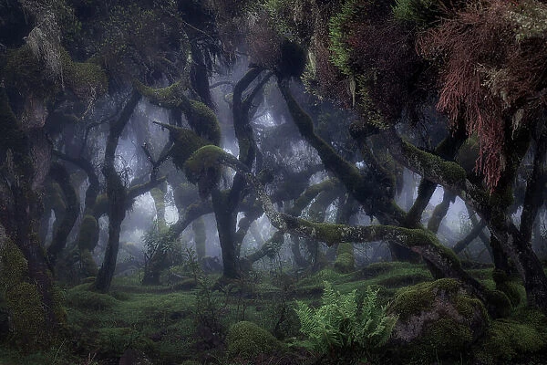Harenna forest in Bale Mountains National Park, Ethiopia