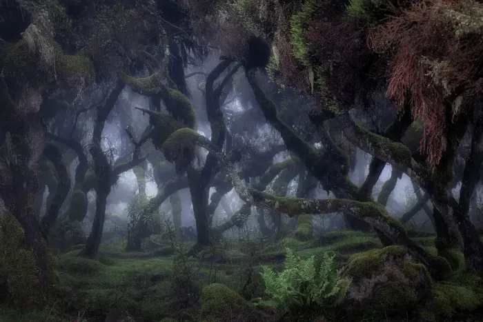 Framed Print : Harenna forest in Bale Mountains National Park, Ethiopia Framed Print : Harenna forest in Bale Mountains National Park, Ethiopia