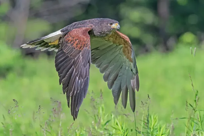 Framed Print : Harris's Hawk (Parabuteo unicinctus) - captive, Ontario, Canada Framed Print : Harris's Hawk (Parabuteo unicinctus) - captive, Ontario, Canada