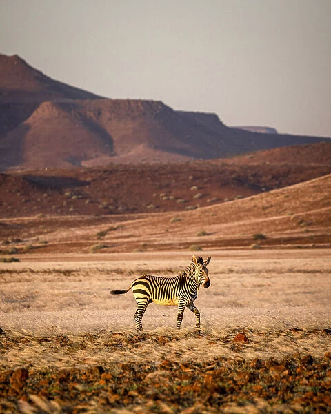 Hartmanns Mountain Zebra, Damaraland, Namibia
