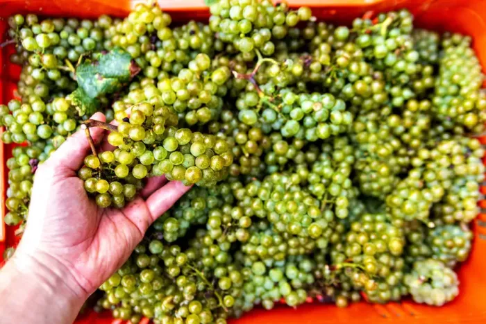 Framed Print : Harvest in Franciacorta, Brescia province, Lombardy district, Italy, Europe Framed Print : Harvest in Franciacorta, Brescia province, Lombardy district, Italy, Europe