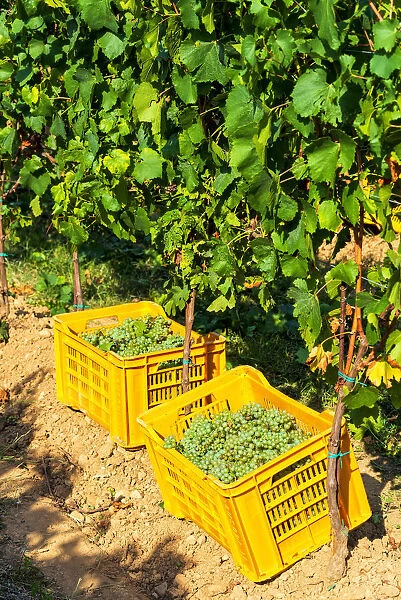 Harvest in Franciacorta, Brescia province, Lombardy district, Italy, Europe