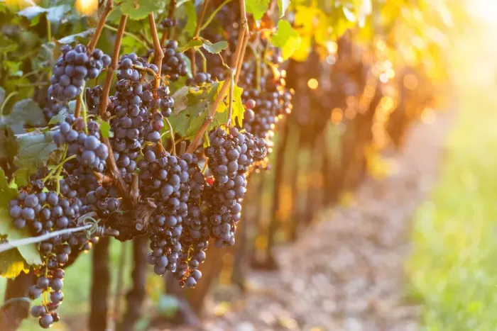 Framed Print : Harvest in Franciacorta, Brescia province in Lombardy district, Italy, Europe Framed Print : Harvest in Franciacorta, Brescia province in Lombardy district, Italy, Europe