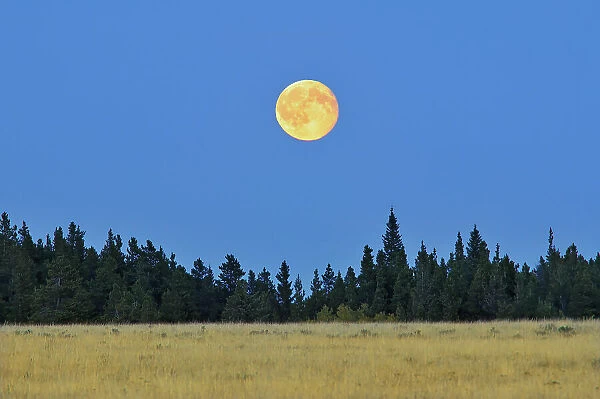 Harvest moon on the prairie Cypress Hills Provincial Park Saskatchewan, Canada