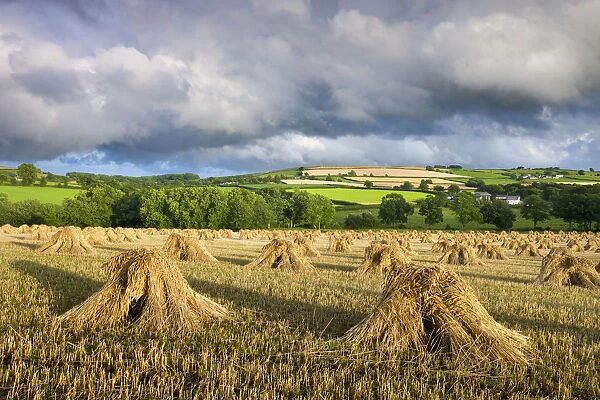 Harvested corn stacked traditionally in stooks, Coldridge, Mid Devon, England. Summer