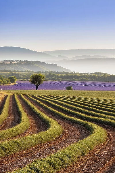 Harvested lavender field, Plateau de Valensole, Provence-Alpes-Cote d'Azur, France