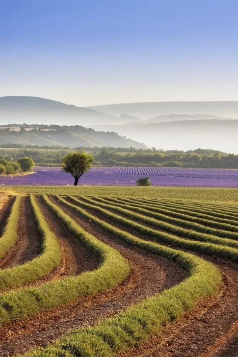 Framed Print : Harvested lavender field, Plateau de Valensole, Provence-Alpes-Cote d'Azur, France Framed Print : Harvested lavender field, Plateau de Valensole, Provence-Alpes-Cote d'Azur, France