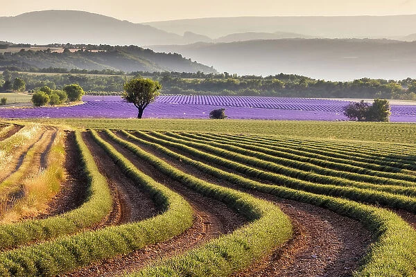 Harvested lavender field, Plateau de Valensole, Provence-Alpes-Cote d'Azur, France