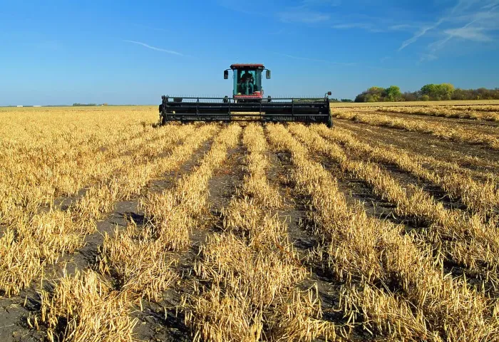 Framed Print : Harvesting beans with swather Portaage La Prairie, Manitoba, Canada Framed Print : Harvesting beans with swather Portaage La Prairie, Manitoba, Canada