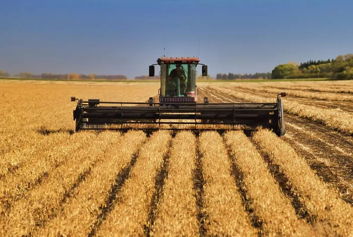 Framed Print : Harvesting beans with swather Portaage La Prairie, Manitoba, Canada Framed Print : Harvesting beans with swather Portaage La Prairie, Manitoba, Canada