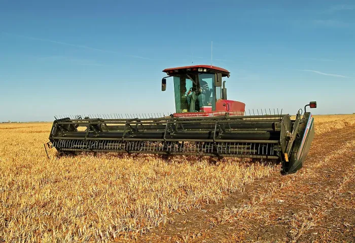 Framed Print : Harvesting beans with swather Portage La Prairie, Manitoba, Canada Framed Print : Harvesting beans with swather Portage La Prairie, Manitoba, Canada