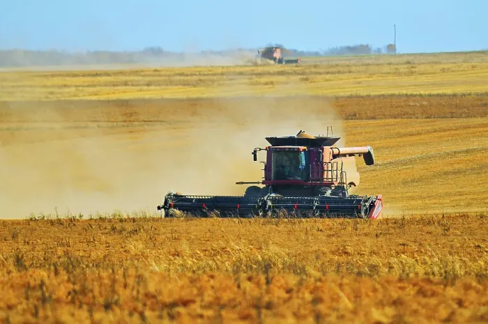 Framed Print : Harvesting lentils with combine. Balcarres, Saskatchewan, Canada Framed Print : Harvesting lentils with combine. Balcarres, Saskatchewan, Canada