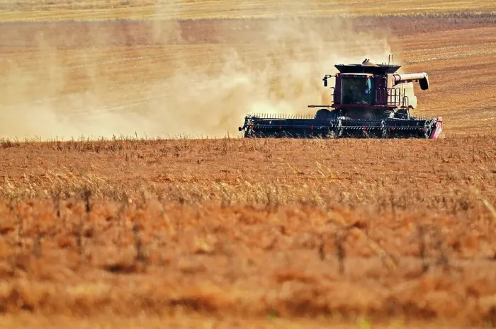 Framed Print : Harvesting lentils with combine. near Abermathy, Saskatchewan, Canada Framed Print : Harvesting lentils with combine. near Abermathy, Saskatchewan, Canada