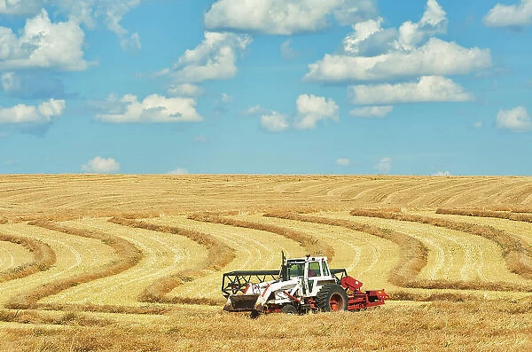 Harvesting wheat with swather Morin, Alberta, Canada