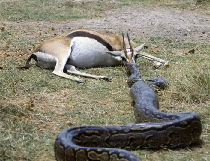 Framed Print : Having killed a Thomsons gazelle