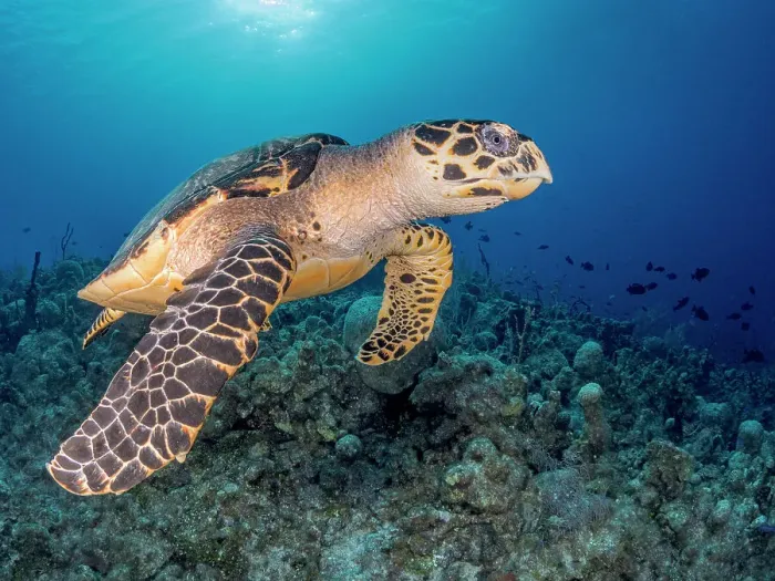 Framed Print : Hawksbill Turtle (Eretmochelys imbricata), Grand Cayman, Cayman Islands, British West Indies Framed Print : Hawksbill Turtle (Eretmochelys imbricata), Grand Cayman, Cayman Islands, British West Indies