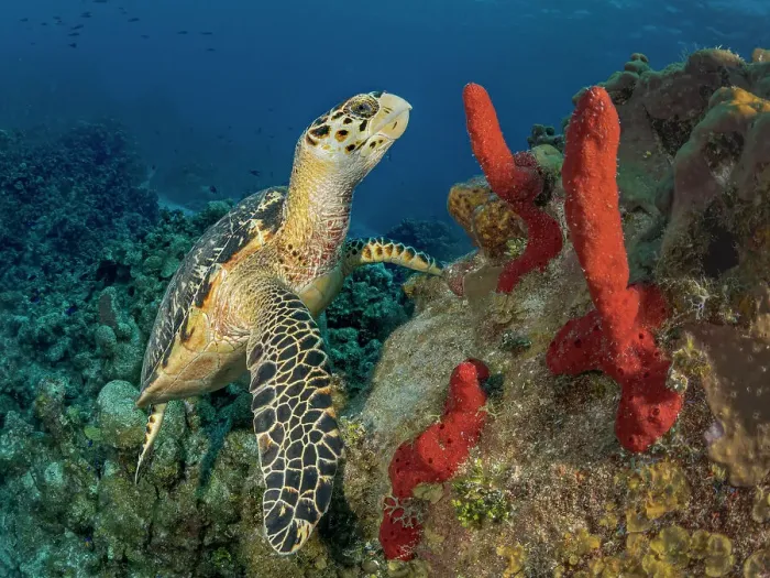 Framed Print : Hawksbill Turtle (Eretmochelys imbricata), Grand Cayman, Cayman Islands, British West Indies