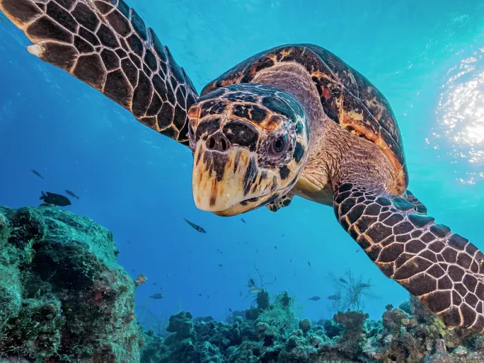Framed Print : Hawksbill Turtle (Eretmochelys imbricata), Grand Cayman, Cayman Islands, British West Indies Framed Print : Hawksbill Turtle (Eretmochelys imbricata), Grand Cayman, Cayman Islands, British West Indies
