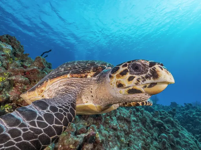 Framed Print : Hawksbill Turtle (Eretmochelys imbricata), Grand Cayman, Cayman Islands, British West Indies Framed Print : Hawksbill Turtle (Eretmochelys imbricata), Grand Cayman, Cayman Islands, British West Indies
