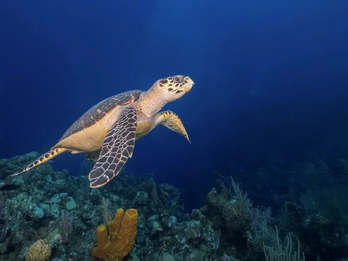 Framed Print : Hawksbill Turtle (Eretmochelys imbricata), Grand Cayman, Cayman Islands, British West Indies