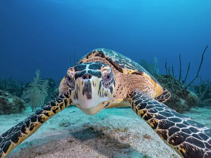 Framed Print : Hawksbill Turtle (Eretmochelys imbricata), Grand Cayman, Cayman Islands, British West Indies