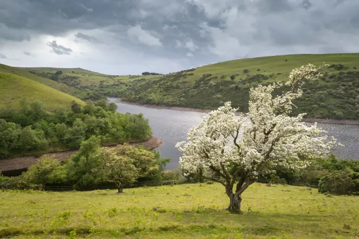 Framed Print : Hawthorn tree in blossom above Meldon Reservoir, Dartmoor National Park, Devon, England Framed Print : Hawthorn tree in blossom above Meldon Reservoir, Dartmoor National Park, Devon, England