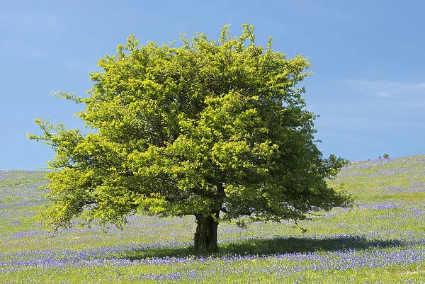Hawthorn tree and Bluebells flowering on Holwell Lawn, Dartmoor, Devon, England. Spring