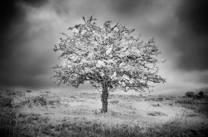 Framed Print : Hawthorn Tree in infrared, Dartmoor National Park, Devon, England Framed Print : Hawthorn Tree in infrared, Dartmoor National Park, Devon, England