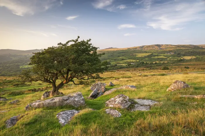 Framed Print : Hawthorn tree on moorland, Dartmoor National Park, Devon, England. Summer (August) 2024 Framed Print : Hawthorn tree on moorland, Dartmoor National Park, Devon, England. Summer (August) 2024
