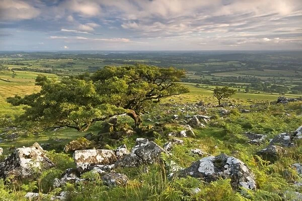Hawthorn trees on Dartmoor moorland in summer time, Devon, England. July