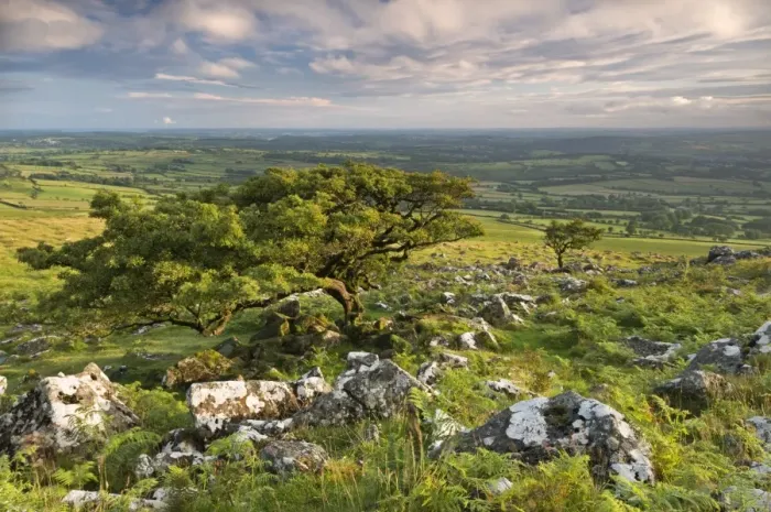 Framed Print : Hawthorn trees on Dartmoor moorland in summer time, Devon, England. July