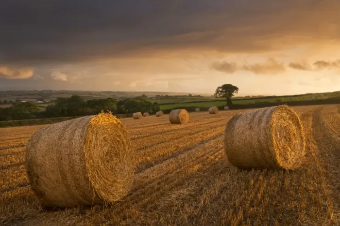 Framed Print : Hay Bales in a ploughed field at sunset, Eastington, Devon, England. Summer (August) Framed Print : Hay Bales in a ploughed field at sunset, Eastington, Devon, England. Summer (August)