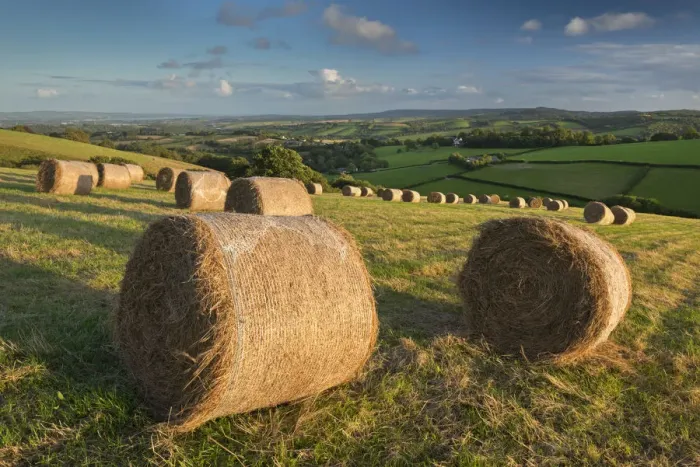 Framed Print : Hay Bales in the rolling fields of Mid Devon, England. Autumn (September) Framed Print : Hay Bales in the rolling fields of Mid Devon, England. Autumn (September)