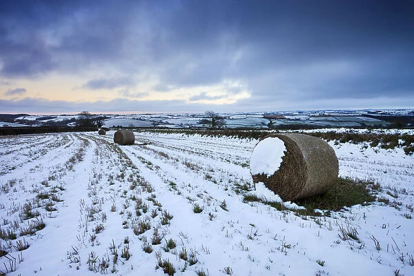Hay bales in a snow bound field near Morchard Bishop, Devon, England. February 2009