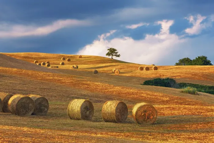 Framed Print : Hay ball on mown meadow - Italy, Tuscany, Siena, Buonconvento Framed Print : Hay ball on mown meadow - Italy, Tuscany, Siena, Buonconvento