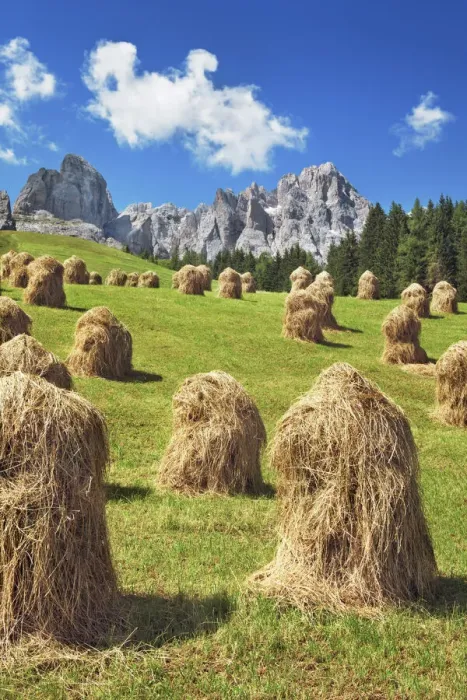 Framed Print : Hay harvest in the Dolomites - Italy, Veneto, Belluno, Sexten Dolomites Framed Print : Hay harvest in the Dolomites - Italy, Veneto, Belluno, Sexten Dolomites