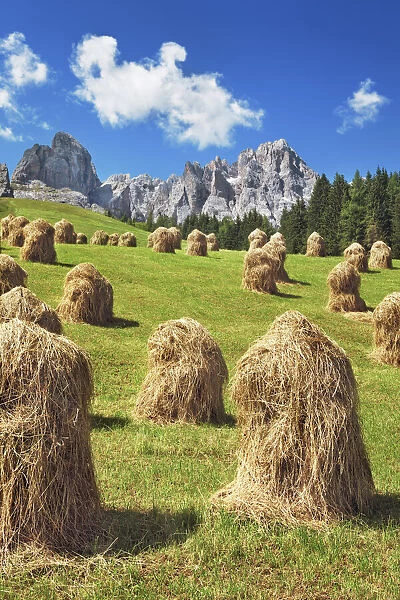 Hay harvest in the Dolomites - Italy, Veneto, Belluno, Sexten Dolomites