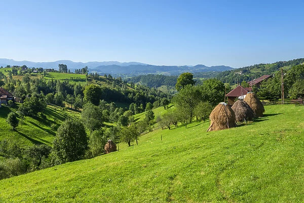 Hay stacks at Magura, Craiului National Parc, Transylvania, Romania