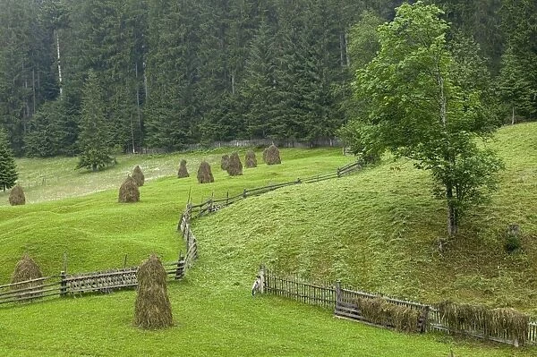 Haystacks, Bucovina, Romania