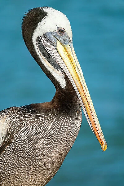 Detail of head and beak of pelican, Caleta Portales, Valparaiso, Valparaiso Province, Valparaiso Region, Chile