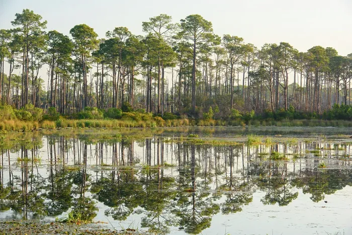Framed Print : Headquarters Pond, St. Marks NWR, Florida, USA Framed Print : Headquarters Pond, St. Marks NWR, Florida, USA