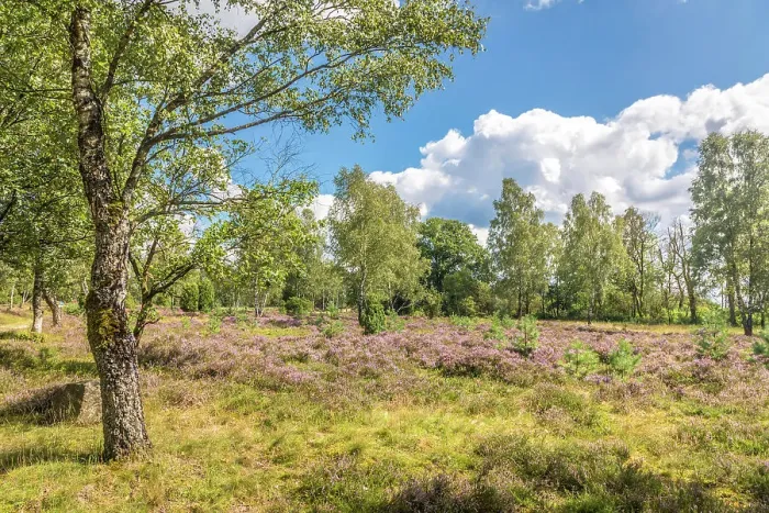 Framed Print : Heath landscape on the hiking trail from Oberhaverbeck to Wuemmeberg, Luneburg Heath, Lower Saxony, Germany Framed Print : Heath landscape on the hiking trail from Oberhaverbeck to Wuemmeberg, Luneburg Heath, Lower Saxony, Germany
