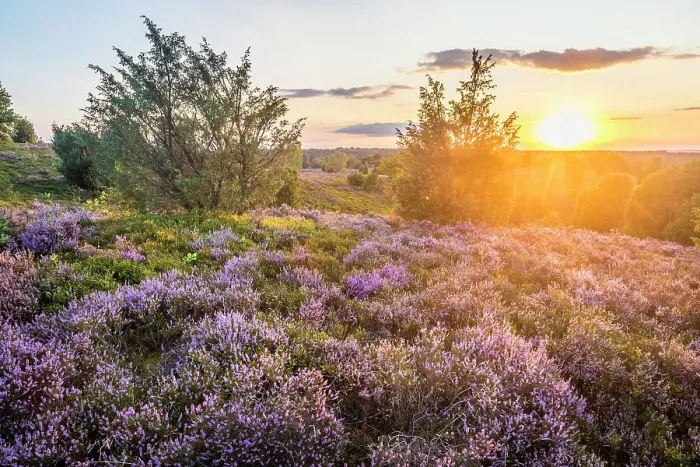Framed Print : Heath landscape in the nature reserve at Wilsener Berg in the evening light, Luneburg Heath, Lower Saxony, Germany Framed Print : Heath landscape in the nature reserve at Wilsener Berg in the evening light, Luneburg Heath, Lower Saxony, Germany