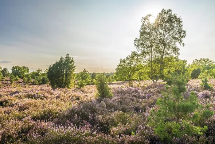 Framed Print : Heath landscape in the nature reserve at Wilsener Berg in the evening light, Luneburg Heath, Lower Saxony, Germany