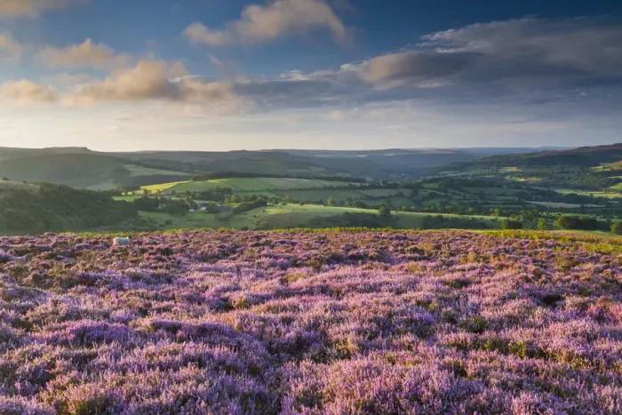 Framed Print : Heather in Bloom on Bamford Edge, Peak District National Park, Derbyshire, England Framed Print : Heather in Bloom on Bamford Edge, Peak District National Park, Derbyshire, England