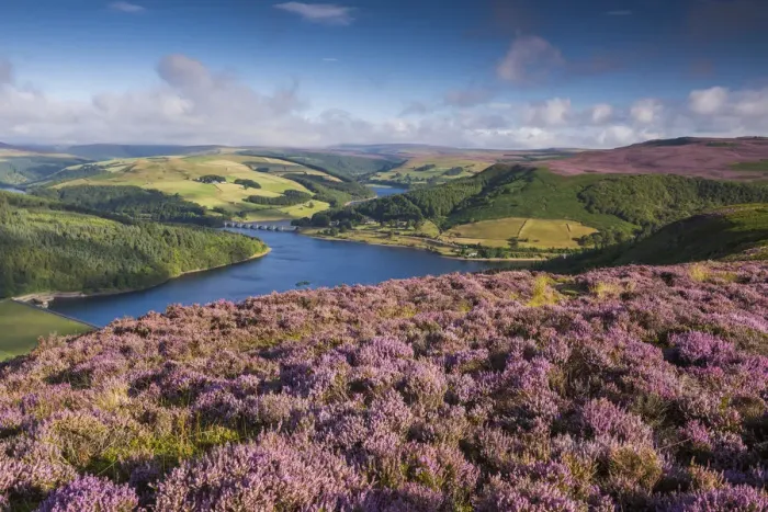 Framed Print : Heather in Bloom on Bamford Edge, Peak District National Park, Derbyshire, England Framed Print : Heather in Bloom on Bamford Edge, Peak District National Park, Derbyshire, England
