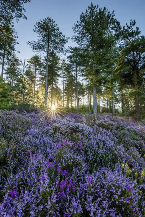 Framed Print : Heather in bloom on Gore Heath, Wareham, Dorset, England, UK